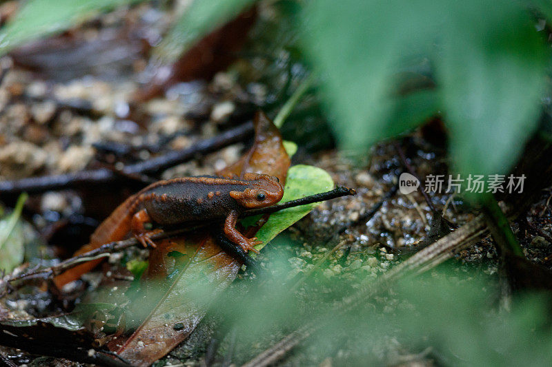 动物:成年喜马拉雅蝾螈(Tylototriton verrucosus)，又名鳄鱼蝾螈、鳄鱼蝾螈、喜马拉雅蝾螈、红节蝾螈。